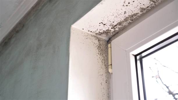 Best Emergency Mold Removal  in Spring Hope, NC