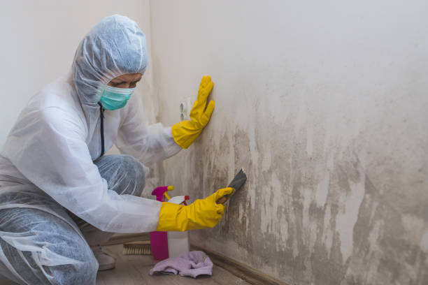 Best Crawl Space Mold Removal  in Spring Hope, NC