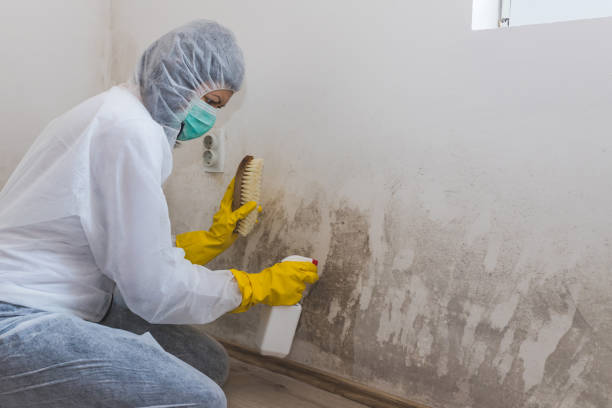 Best Attic Mold Removal  in Spring Hope, NC