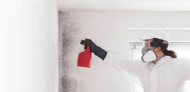 Best Office Mold Removal Services  in Spring Hope, NC