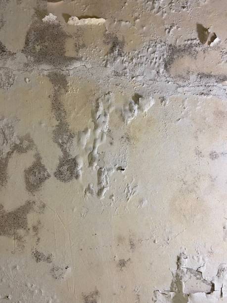 Best Professional Mold Removal  in Spring Hope, NC