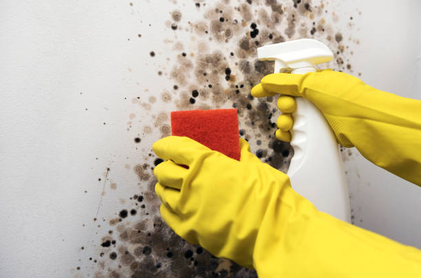 Best Mold Removal Near Me  in Spring Hope, NC