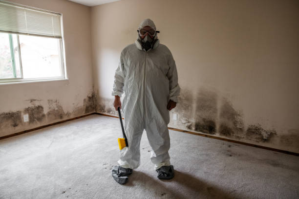 Reliable Spring Hope, NC Mold Removal Solutions