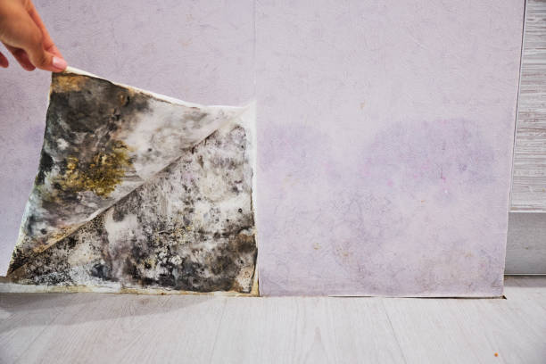 Office Mold Removal Services in Spring Hope, NC